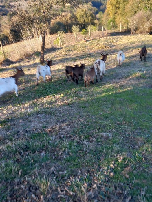 Cabritos anões machos