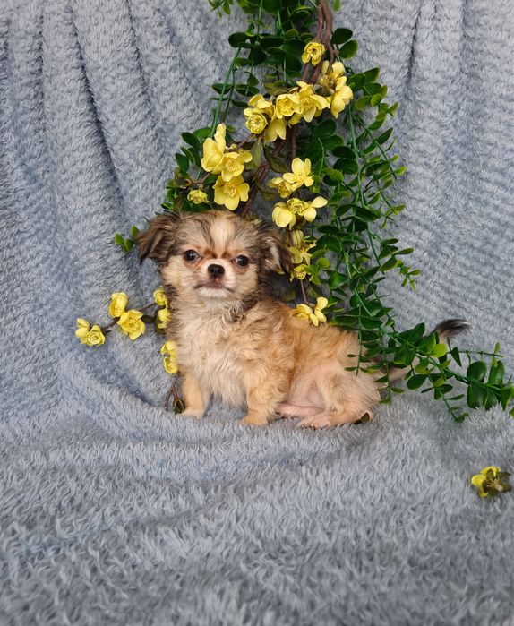 Excelente super mini menina pelo comprido Chihuahua/Chiuaua de Qualidade, Linhagem Russa
