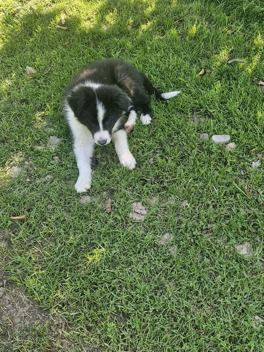 Piesek border collie