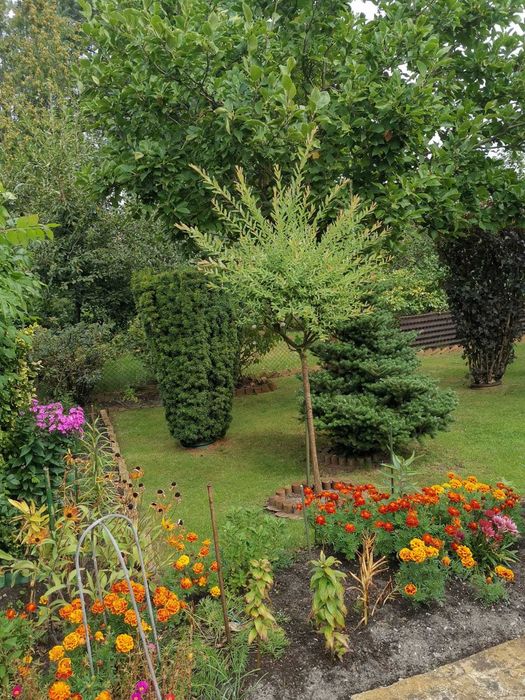 Działka ROD Skowronek Kajetany - 300 m² - Widok 3