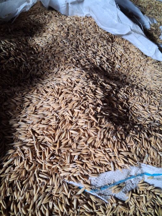 Sprzedam zboże żyto owies