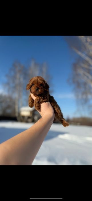 Міні дівчинка мальтипу готова переїхати до Вас. Курноса, red brown мал