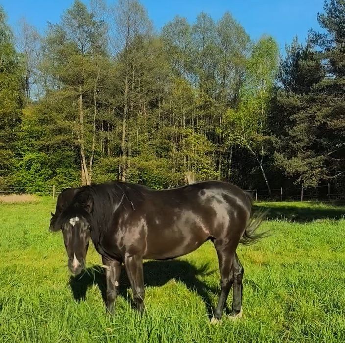 Śląski-Hucuł Śliczna klacz