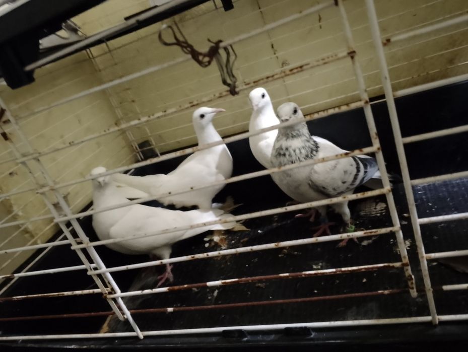 Gołębie ozdobne wysokolotne