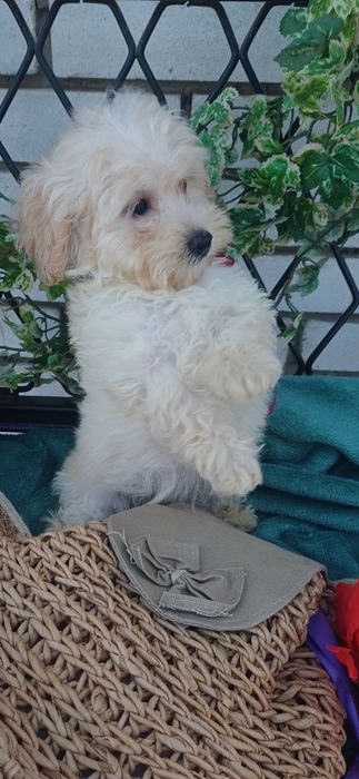 Я чудесна дівчинка -Мальтіпу Ф1