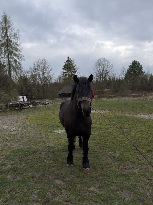 Na sprzedaż klacz zimnokrwista