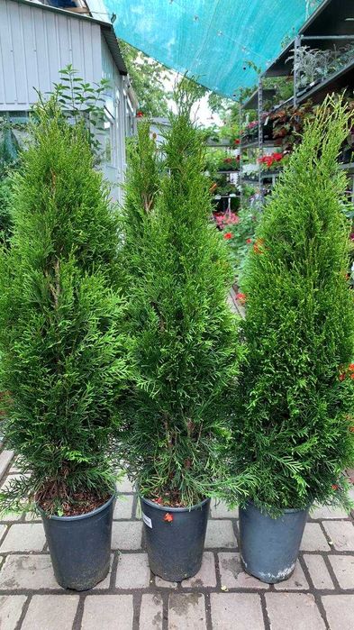 Туя західна «Smaragd» Висота 100 см