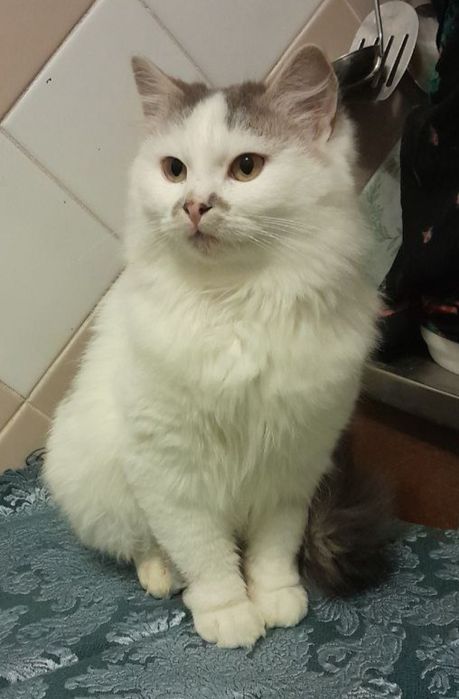 Віддам пухнастого котика