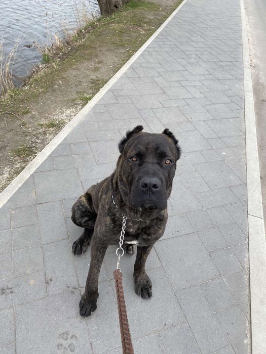 Гарнющій кабель КанеКорсо  шукає пару