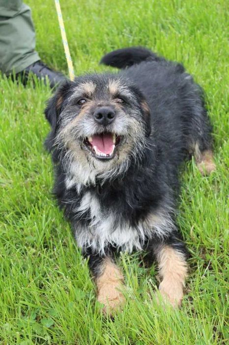 Lucyfer kocha człowieka , ale nie lubi psów - schronisko