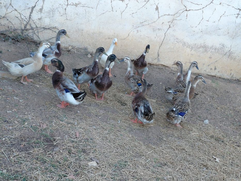 Patos marrecos de rouen