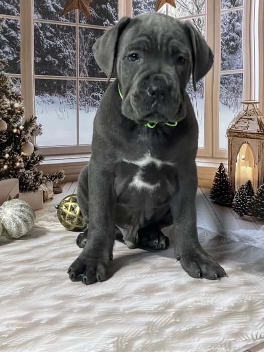 Цуценята Кане корсо