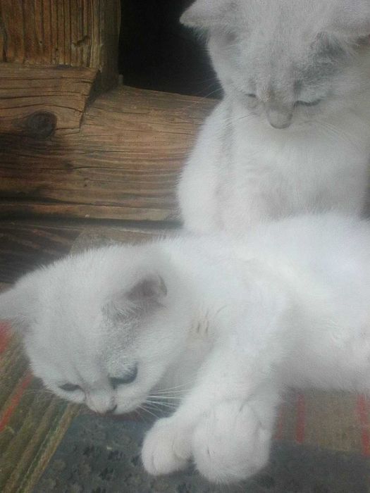 Котенята британської шиншили