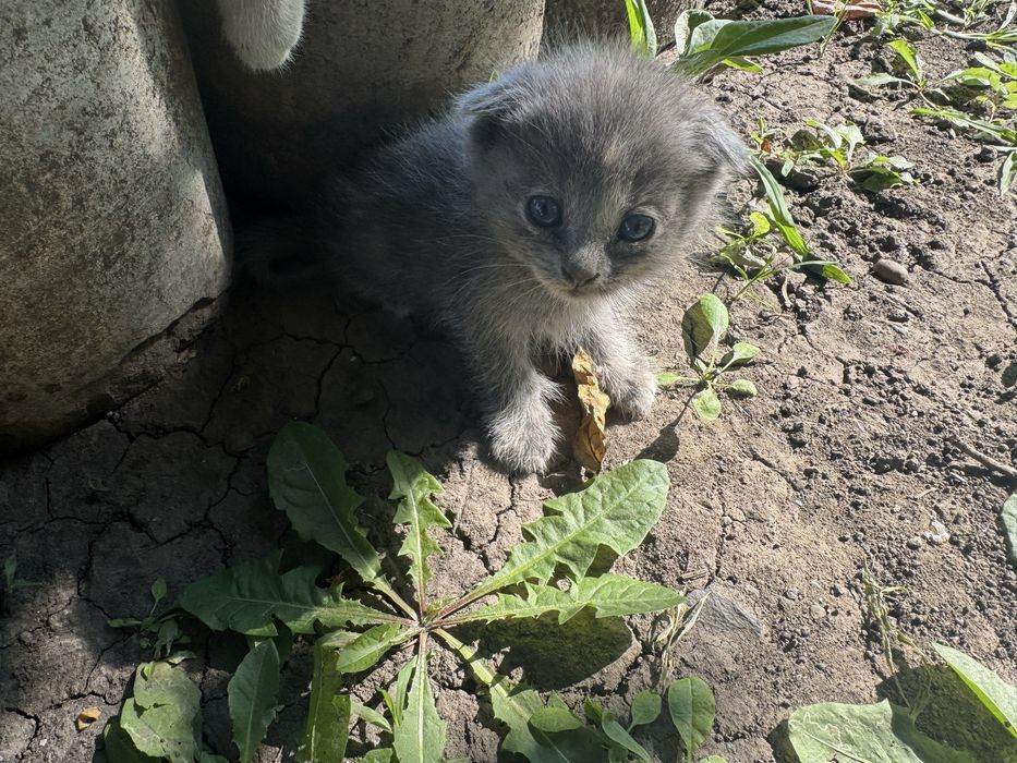 Кошеня для добрих людей (Scottish Fold)
