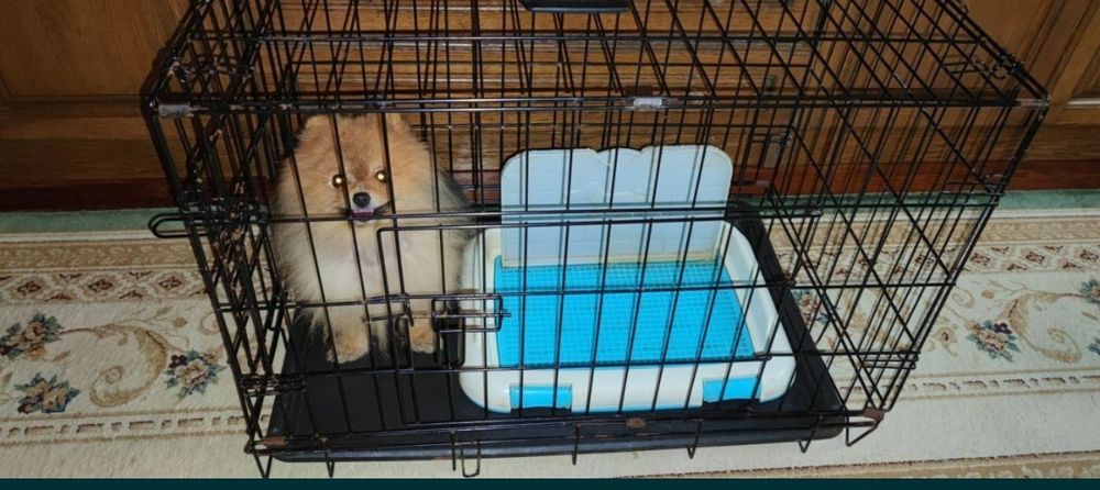 СРОЧНО! КИЕВ. клетка для собак среднего-большого  размера