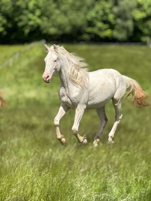 Piękna unikatowa klacz cremello!