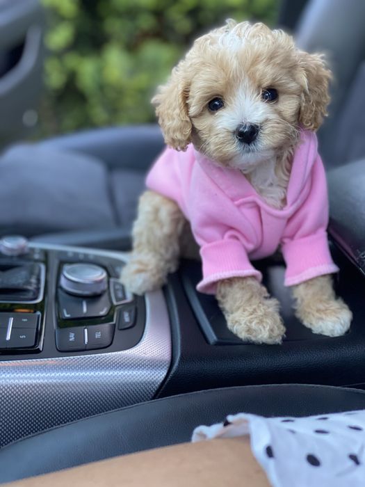 Найкращий подарунок мальтипу