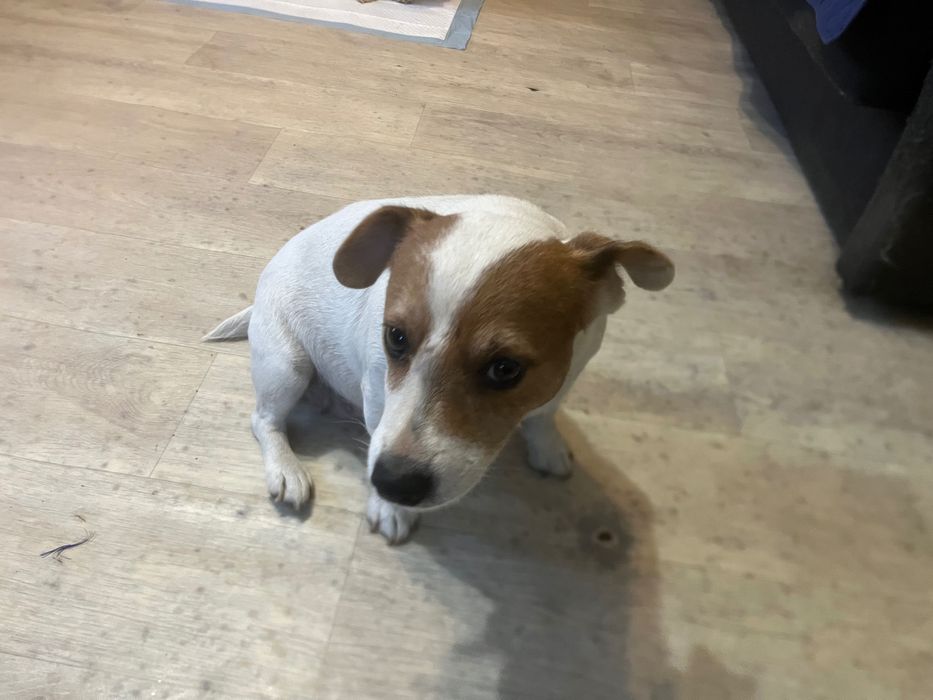 Dorosła sunia Jack Russel Terrier