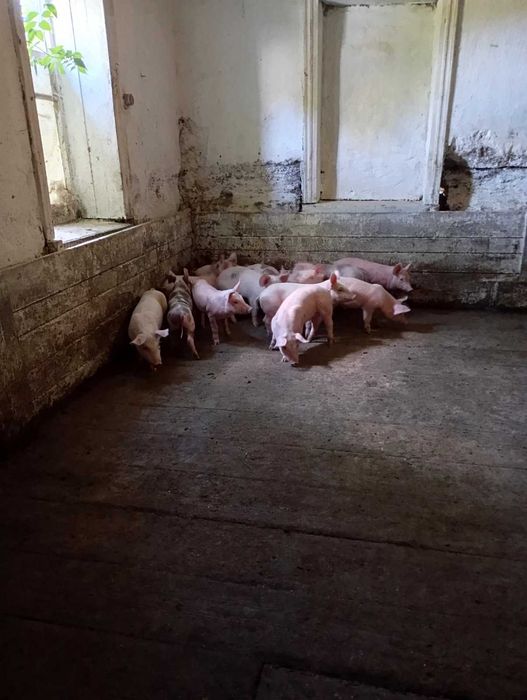 Поросята малі свині