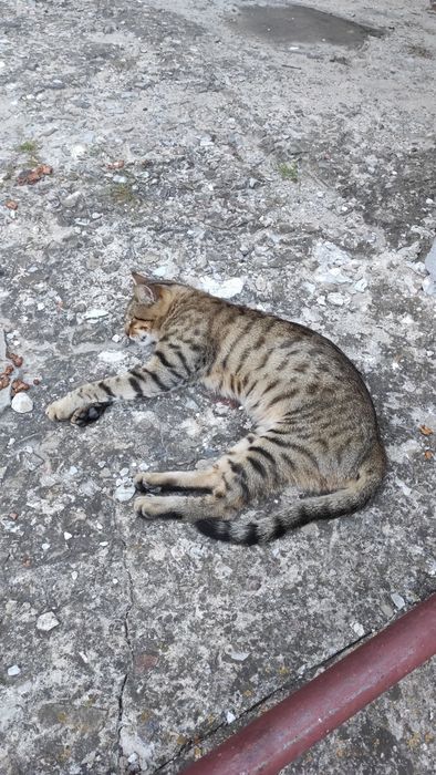 Чудовий котик шукає свій дім! Не дайте загинути дитині!