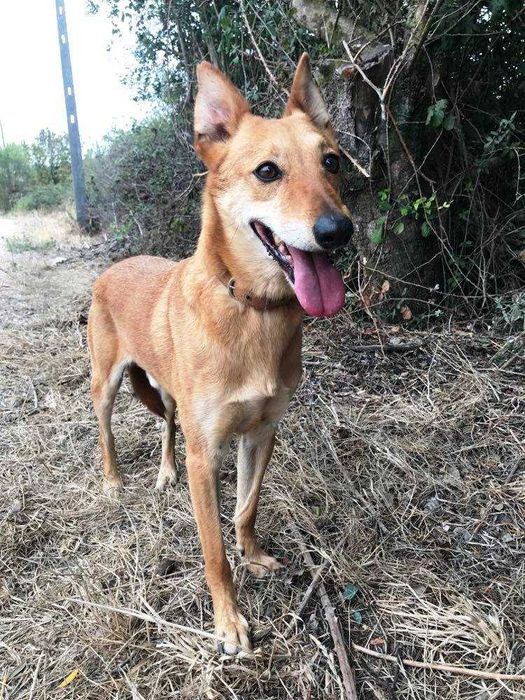 André - cão médio para adoção