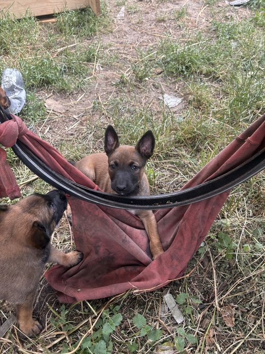 Owczarek Belgijski Malinois