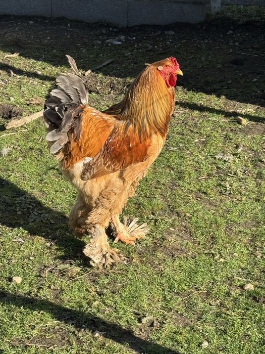 Galos e galinhas brahamas