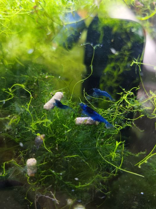 Krewetki Blue Velvet