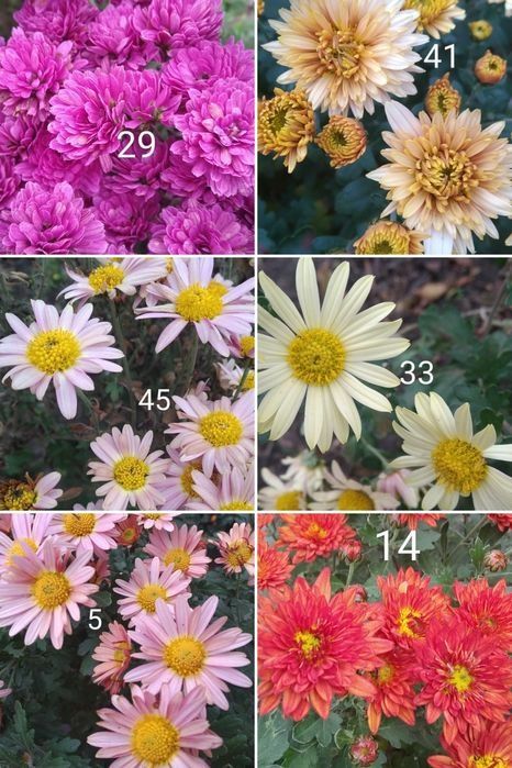 Хризантема, лилейник,безвременник,ирисы