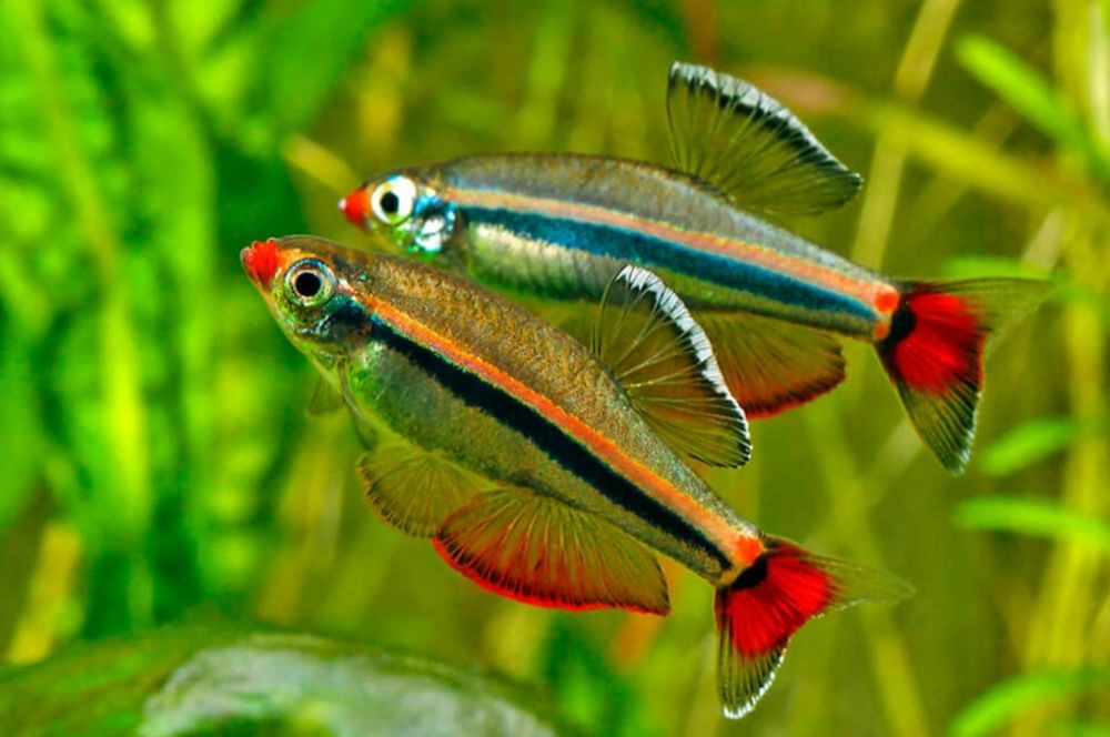 Кардинал. Кардинал золотой.