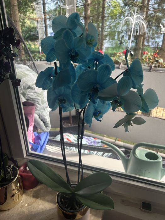 Storczyki trzy pedowe duze kolory rozne