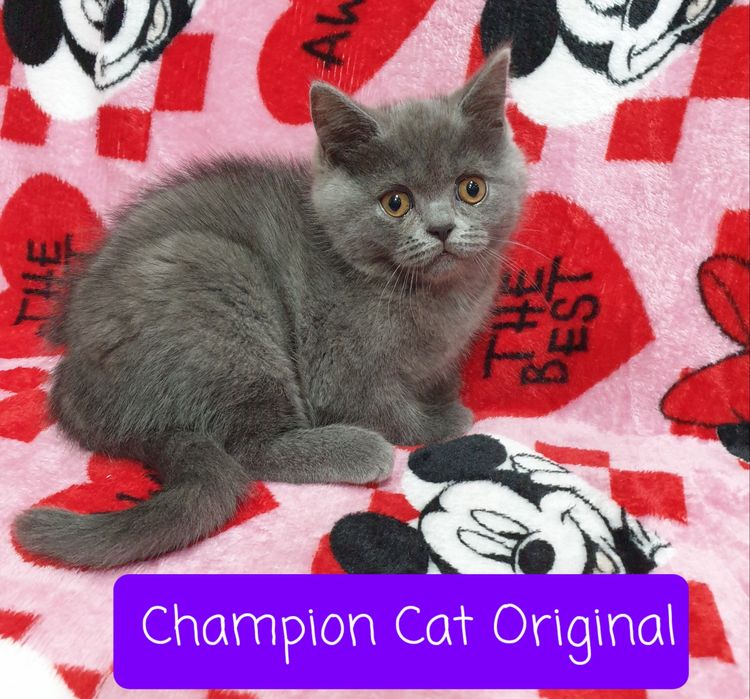 Kot,Kotka szkocka prostoucha scottish straight