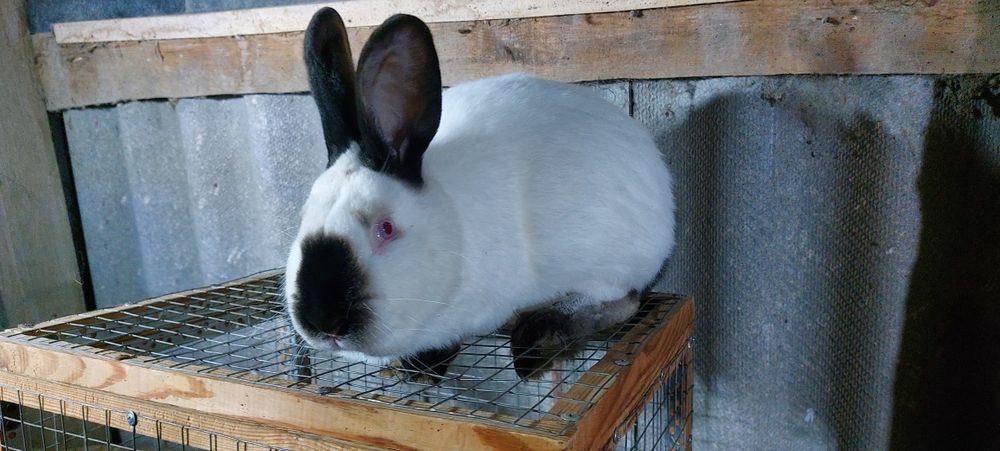 Кролі кролики на плем'я