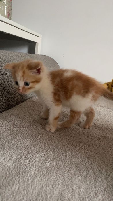 Bardzo pilnie oddam kotka plus akcesoria