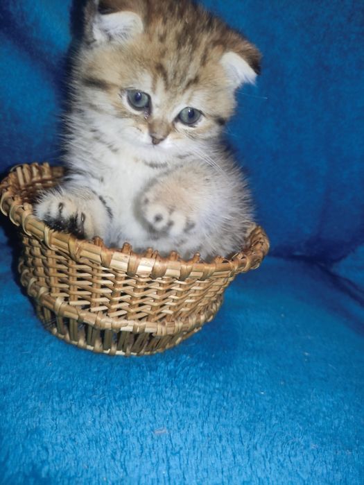 Маленький антістресік чекає на родину