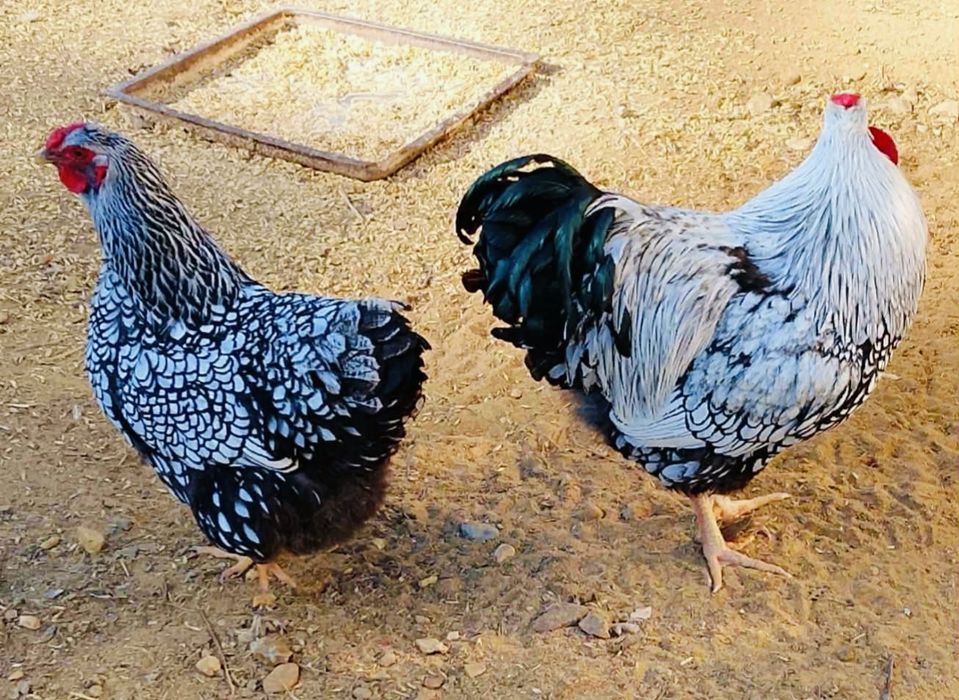 Jajka od kur wyandotte