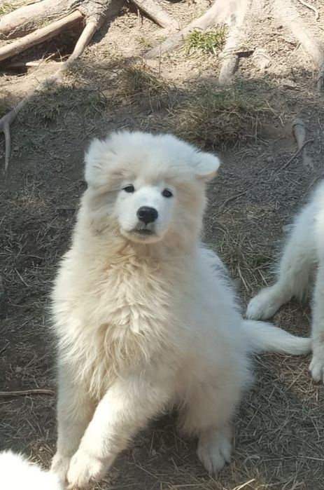 Piękny Piesek Samoyed