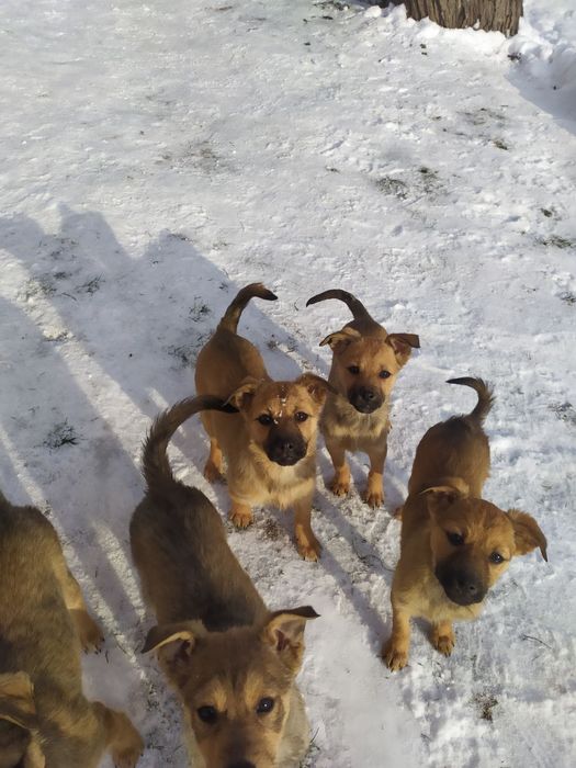 Віддамо цуценяток в хороші руки