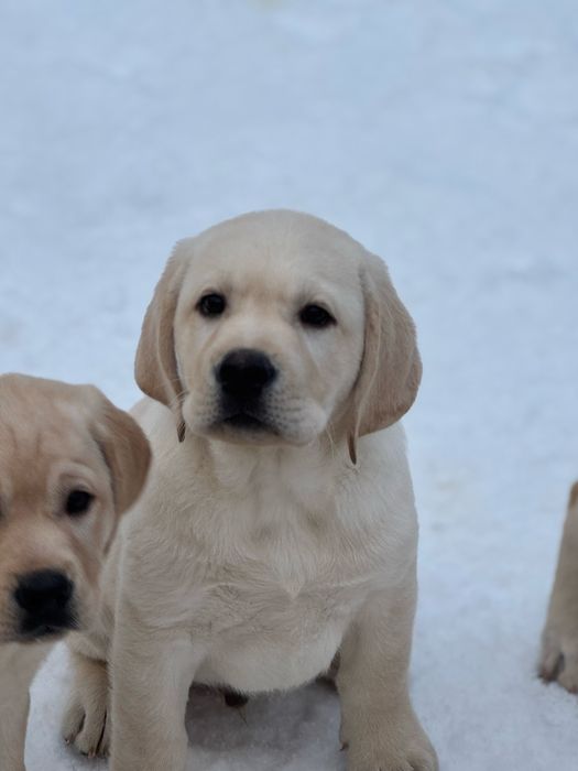 Цуценята лабрадор ретривер!