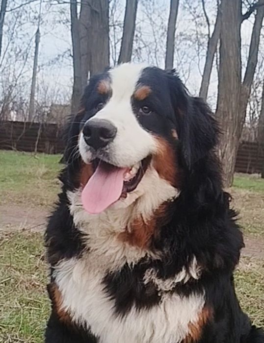 GOLDAWARD PRESTIGE. Мальчик с документами КСУ.