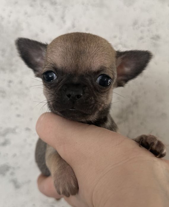 Malutki chłopczyk Chihuahua FCI