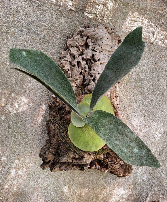 Platycerium bifurcatum