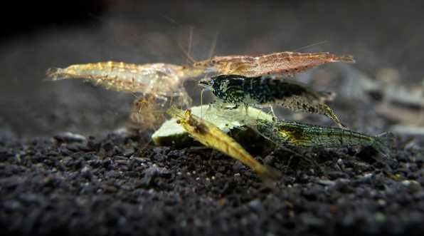 Camarão SORTIDO \ Neocaridina sp.