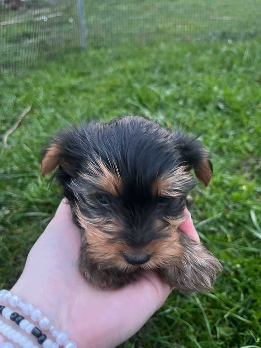 Yorkshire terrier śliczny szczeniak