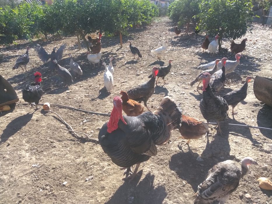 Perus e Fracas do Campo