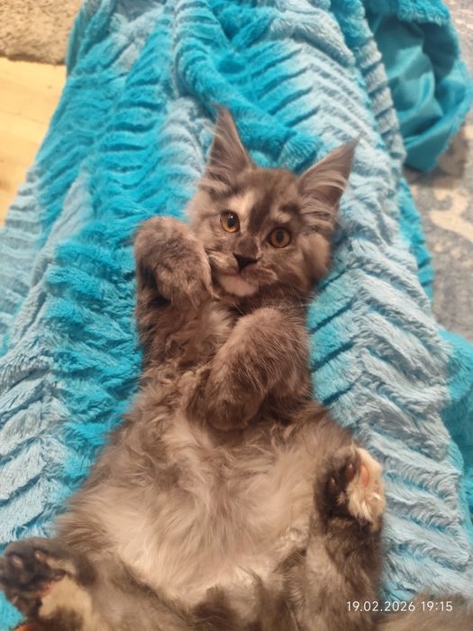 Kotka Czarna Srebrzysta-Szylketka,Maine Coon