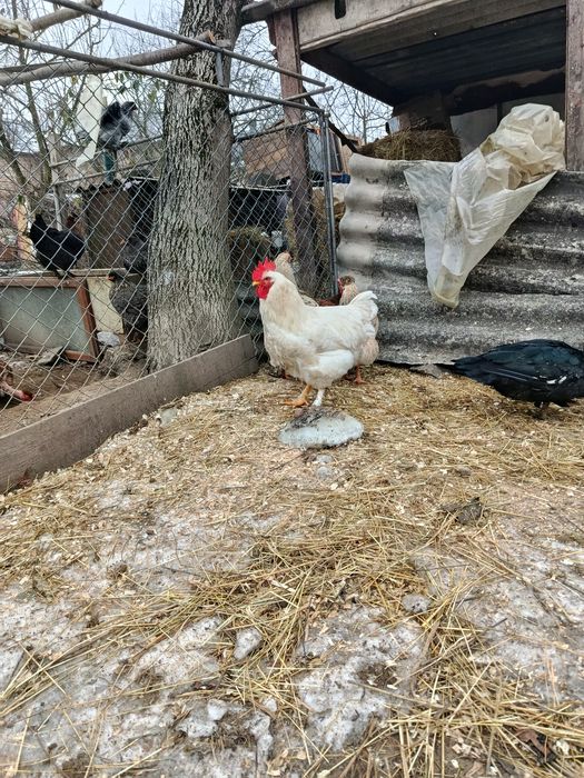 Продаю молодих когутів