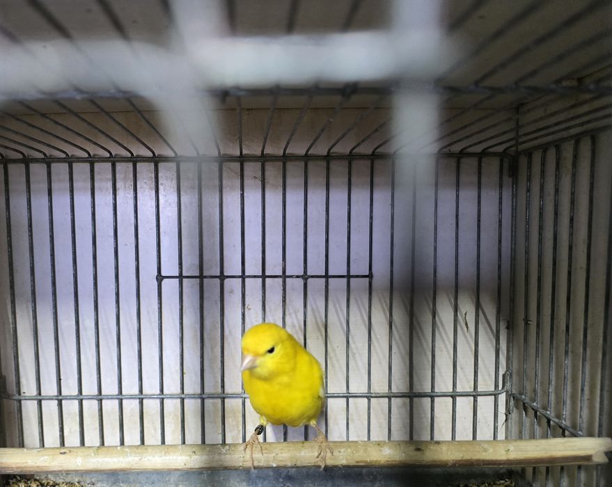 Kanarki żółte, samce .