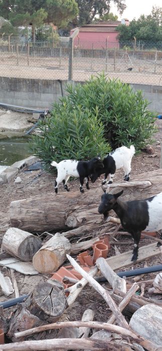 3 cabras anãs 2 macho e 1 femeas
