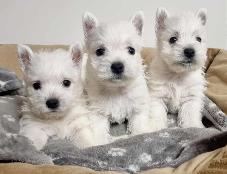 West  Highland White Terrier- Szczeniak Westi'e